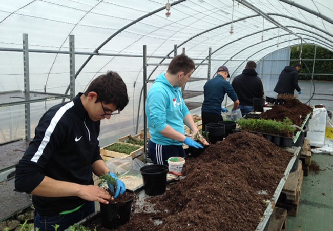 Secteur professionnel : Horticulture- - Maraîchage - Floriculture - Pépinière - Arboriculture
